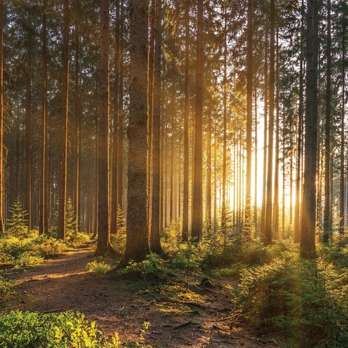 Wald vliestapete fototapete - vliestapete,