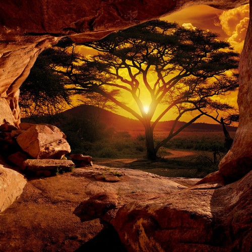 Tapete afrika safari - tapete,