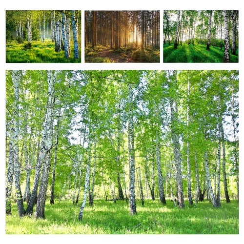 Wald birkenwald natur vlies - natur,