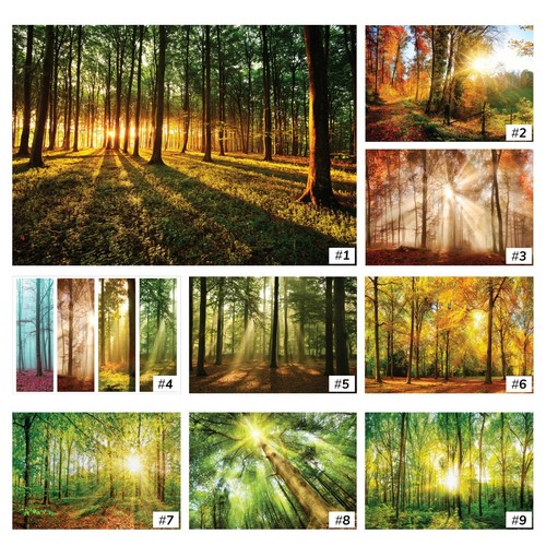 Wald natur bäume - natur,